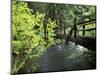 Sol Duc Creek in Old-Growth Rainforest, Olympic National Park, Washington, USA-Stuart Westmoreland-Mounted Photographic Print