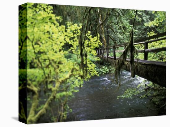 Sol Duc Creek in Old-Growth Rainforest, Olympic National Park, Washington, USA-Stuart Westmoreland-Stretched Canvas