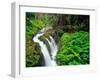 Sol Duc Falls in Olympic National Park, Washington, USA-Chuck Haney-Framed Photographic Print