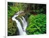 Sol Duc Falls in Olympic National Park, Washington, USA-Chuck Haney-Framed Photographic Print