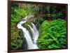 Sol Duc Falls in Olympic National Park, Washington, USA-Chuck Haney-Framed Photographic Print