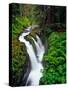 Sol Duc Falls in Olympic National Park, Washington, USA-Chuck Haney-Stretched Canvas