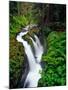 Sol Duc Falls in Olympic National Park, Washington, USA-Chuck Haney-Mounted Photographic Print