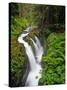 Sol Duc Falls in Olympic National Park, Washington, USA-Chuck Haney-Stretched Canvas
