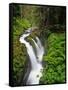 Sol Duc Falls in Olympic National Park, Washington, USA-Chuck Haney-Framed Stretched Canvas