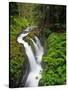 Sol Duc Falls in Olympic National Park, Washington, USA-Chuck Haney-Stretched Canvas