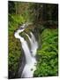 Sol Duc Falls in Olympic National Park, Washington, USA-Chuck Haney-Mounted Photographic Print