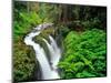 Sol Duc Falls in Olympic National Park, Washington, USA-Chuck Haney-Mounted Photographic Print