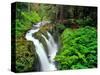 Sol Duc Falls in Olympic National Park, Washington, USA-Chuck Haney-Stretched Canvas