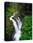 Sol Duc Falls in Olympic National Park, Washington, USA-Chuck Haney-Stretched Canvas