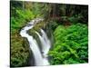 Sol Duc Falls in Olympic National Park, Washington, USA-Chuck Haney-Stretched Canvas