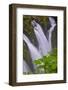 Sol Duc River and Falls, Olympic National Park, Washington State-Adam Jones-Framed Photographic Print
