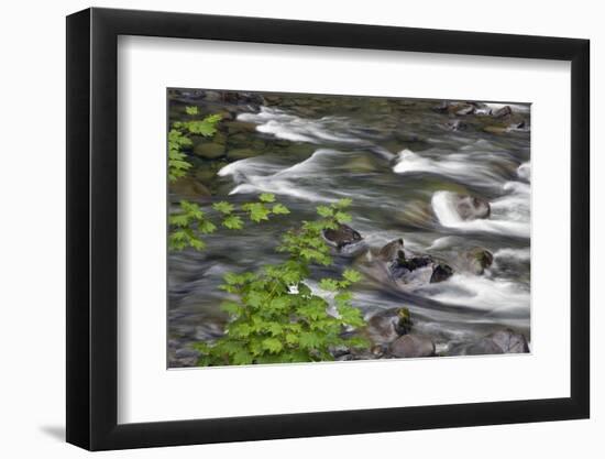 Sol Duc River Flowing over Rocks-James Randklev-Framed Photographic Print