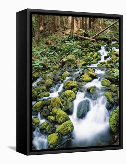 Sol Duc River Valley Stream-James Randklev-Framed Stretched Canvas