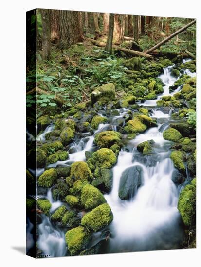 Sol Duc River Valley Stream-James Randklev-Stretched Canvas