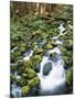 Sol Duc River Valley Stream-James Randklev-Mounted Photographic Print