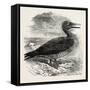 Solan Gannet Shot Near Boston UK 1854-null-Framed Stretched Canvas