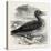 Solan Gannet Shot Near Boston UK 1854-null-Stretched Canvas