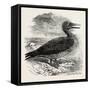 Solan Gannet Shot Near Boston UK 1854-null-Framed Stretched Canvas