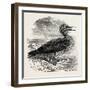 Solan Gannet Shot Near Boston UK 1854-null-Framed Giclee Print