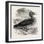 Solan Gannet Shot Near Boston UK 1854-null-Framed Giclee Print