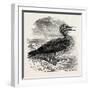 Solan Gannet Shot Near Boston UK 1854-null-Framed Giclee Print