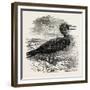 Solan Gannet Shot Near Boston UK 1854-null-Framed Giclee Print