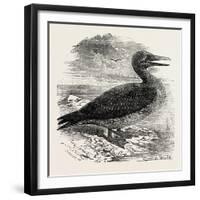 Solan Gannet Shot Near Boston UK 1854-null-Framed Giclee Print