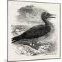 Solan Gannet Shot Near Boston UK 1854-null-Mounted Giclee Print