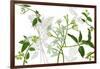 Solanum I-Melissa Wang-Framed Art Print