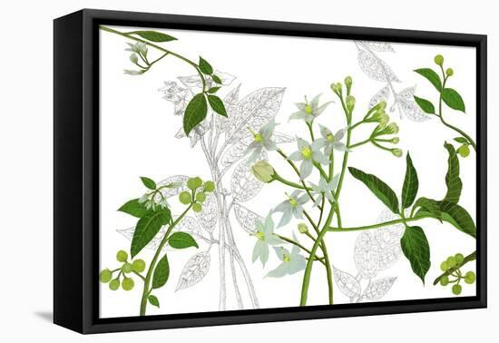 Solanum I-Melissa Wang-Framed Stretched Canvas