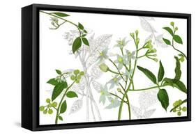 Solanum I-Melissa Wang-Framed Stretched Canvas