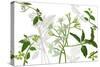 Solanum I-Melissa Wang-Stretched Canvas