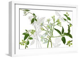 Solanum I-Melissa Wang-Framed Premium Giclee Print