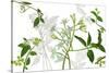 Solanum I-Melissa Wang-Stretched Canvas