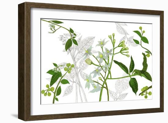 Solanum I-Melissa Wang-Framed Art Print