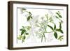 Solanum I-Melissa Wang-Framed Art Print