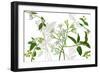 Solanum I-Melissa Wang-Framed Art Print