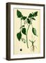 Solanum Nigrum Var. a Black Nightshade-null-Framed Giclee Print