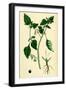 Solanum Nigrum Var. a Black Nightshade-null-Framed Giclee Print