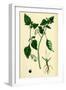 Solanum Nigrum Var. a Black Nightshade-null-Framed Giclee Print