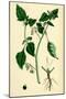 Solanum Nigrum Var. a Black Nightshade-null-Mounted Giclee Print