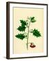 Solanum Nigrum Var. B Red Nightshade-null-Framed Giclee Print