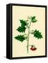 Solanum Nigrum Var. B Red Nightshade-null-Framed Stretched Canvas