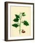 Solanum Nigrum Var. B Red Nightshade-null-Framed Giclee Print