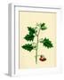 Solanum Nigrum Var. B Red Nightshade-null-Framed Giclee Print