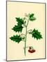 Solanum Nigrum Var. B Red Nightshade-null-Mounted Giclee Print