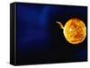 Solar Flare-Stocktrek Images-Framed Stretched Canvas
