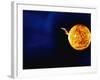 Solar Flare-Stocktrek Images-Framed Photographic Print