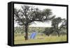 Solar Panel for Powering Water Pump at Waterhole-Alan J. S. Weaving-Framed Stretched Canvas